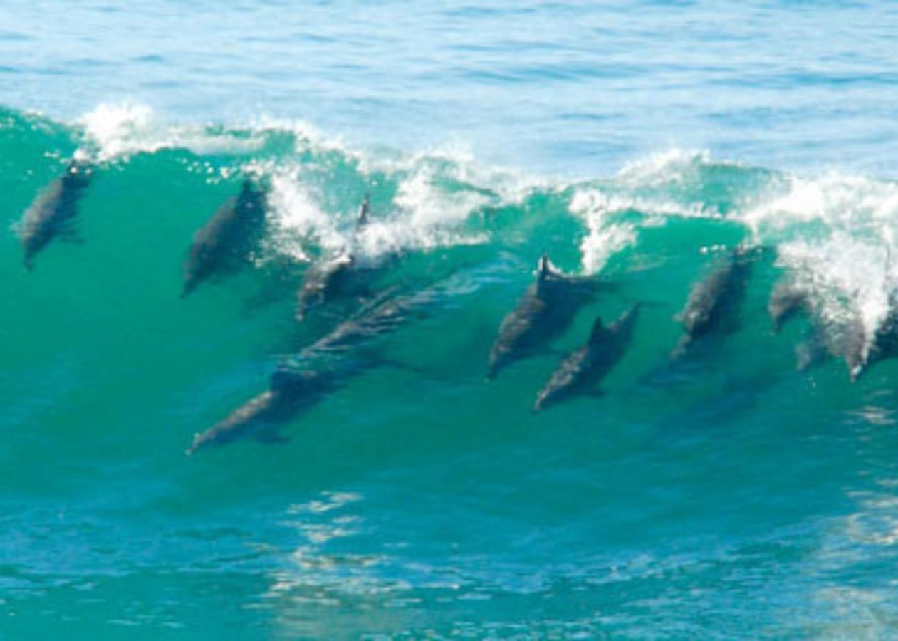 Petfriendly, Umdloti Beachfront Escape Exterior foto